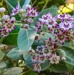 Home remedy: ਅਜਿਹਾ ਘਰੇਲੂ ਨੁਸਖਾ, ਜਿਸ ਦੀ ਵਰਤੋਂ ਕਰਨ ਨਾਲ ਤੁਰੰਤ ਮਿਲੇਗੀ ਜੋੜਾਂ ਅਤੇ ਗੋਡਿਆਂ ਦੇ ਦਰਦ ਤੋਂ ਰਾਹਤ