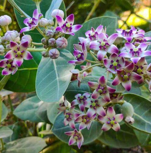 ਅਜਿਹੇ 'ਚ ਦਾਦੀ-ਨਾਨੀਆਂ ਦੇ ਘਰੇਲੂ ਨੁਸਖੇ ਬਹੁਤ ਫਾਇਦੇਮੰਦ ਸਾਬਿਤ ਹੁੰਦੇ ਹਨ। ਜੋੜਾਂ ਅਤੇ ਹੱਡੀਆਂ ਦੇ ਦਰਦ ਲਈ ਅੱਕ ਦਾ ਤੇਲ ਅਤੇ ਪੱਤੇ ਬਹੁਤ ਫਾਇਦੇਮੰਦ ਮੰਨੇ ਜਾਂਦੇ ਹਨ। ਅੱਕ ਦੇ ਬੂਟੇ ਤੁਹਾਨੂੰ ਖਾਲੀ ਪਈਆਂ ਜ਼ਮੀਨਾਂ ਜਾਂ ਖਾਲੀ ਪਏ ਪਲਾਟਾਂ ਦੇ ਵਿੱਚ ਨਜ਼ਰ ਆ ਜਾਵੇਗਾ।