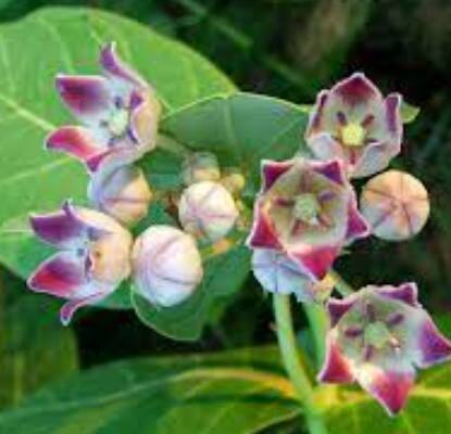 ਅੱਕ ਦੀ ਵਰਤੋਂ ਕਈ ਆਮ ਬਿਮਾਰੀਆਂ ਜਿਵੇਂ ਕਿ ਸਿਰਦਰਦ, ਗਲੇ ਵਿੱਚ ਖਰਾਸ਼, ਬੁਖਾਰ ਆਦਿ ਦੇ ਇਲਾਜ ਵਿੱਚ ਵੀ ਕੀਤੀ ਜਾਂਦੀ ਹੈ, ਬਹੁਤ ਸਾਰੇ ਲੋਕ ਇਸ ਪੌਦੇ ਨੂੰ ਕਈ ਸਿਹਤ ਲਾਭਾਂ ਲਈ ਵਰਤਦੇ ਹਨ। ਇਸ ਦੇ ਤੇਲ ਵਿੱਚ ਕਈ ਅਜਿਹੇ ਗੁਣ ਪਾਏ ਜਾਂਦੇ ਹਨ ਜੋ ਸਰੀਰ ਦੇ ਦਰਦ ਅਤੇ ਸੋਜ ਨੂੰ ਘੱਟ ਕਰਨ ਵਿੱਚ ਮਦਦ ਕਰਦੇ ਹਨ।