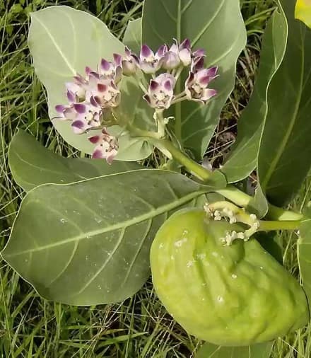 ਅੱਕ ਦਾ ਤੇਲ ਇੱਕ ਕੁਦਰਤੀ ਤੇਲ ਹੈ ਜੋ ਸਦੋਮ ਸੇਬ ਦੇ ਦਰਖਤ ਤੋਂ ਕੱਢਿਆ ਜਾਂਦਾ ਹੈ। ਅੱਕ ਯਾਨੀ ਮਦਾਰ ਪੌਦਾ ਆਪਣੇ ਔਸ਼ਧੀ ਗੁਣਾਂ ਲਈ ਮਸ਼ਹੂਰ ਹੈ। ਇਸਨੂੰ ਅਕਵਾਨ, ਅਕੋਵਾ ਵਰਗੇ ਨਾਵਾਂ ਨਾਲ ਵੀ ਜਾਣਿਆ ਜਾਂਦਾ ਹੈ।