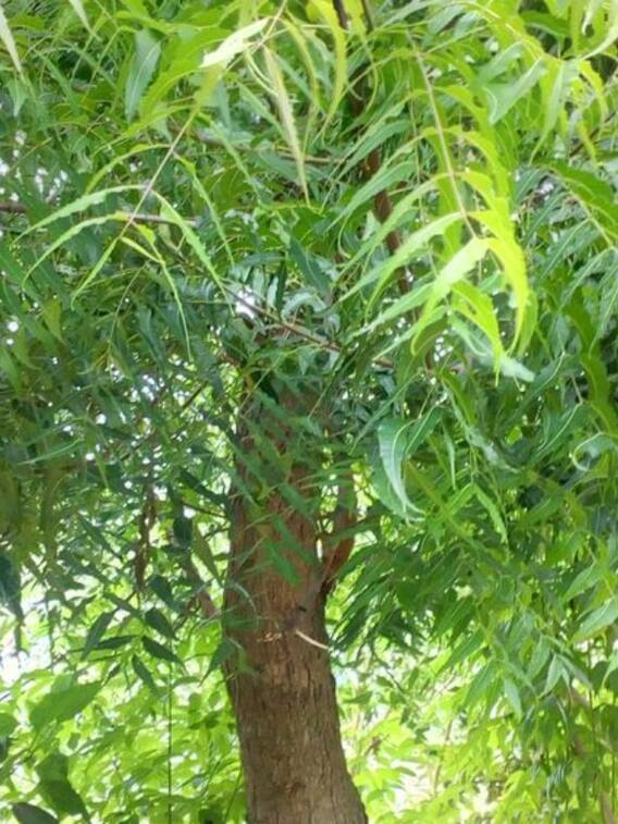 खाली पेट चबाएं इस पेड़ की पत्तियां, बीमारियां रहेंगी दूर