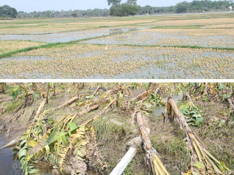 Thoothukudi Agriculture in 2023 from Drought to Flood  Farmers in Desperation - TNN 2023ம் ஆண்டில் வறட்சியில் துவங்கி வெள்ளத்தில் முடிந்த விவசாயம் - விரக்தியில் தூத்துக்குடி விவசாயிகள்