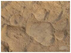 पहाड़ी इलाके में मिला बाघ के पंजों के निशान, वन विभाग की चुप्पी ने बढ़ाई ग्रामीणों की चिंता