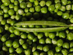 Peas Benefits : हिवाळ्यात 'हिरवे वाटाणे' खाण्याचे आश्चर्यकारक फायदे!