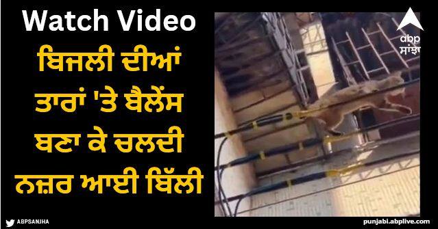 cat walks on electric wires with perfect balance watch viral video Viral Video: ਬਿਜਲੀ ਦੀਆਂ ਤਾਰਾਂ 'ਤੇ ਬੈਲੇਂਸ ਬਣਾ ਕੇ ਚਲਦੀ ਨਜ਼ਰ ਆਈ ਬਿੱਲੀ, ਲੋਕਾਂ ਨੇ ਕਿਹਾ- ਇਹ ਸਪਾਈਡਰਮੈਨ ਬਿੱਲੀ