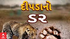 Rajkot News : રાજકોટ શહેર સાથે હવે જિલ્લામાં પણ દીપડાનો ડર