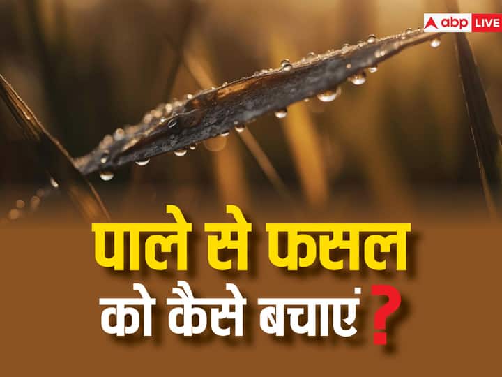 How Can Farmers Protect Rabi Crop from frost in winter रबी फसलों को पाले से ऐसे बचाएं किसान भाई, जानें क्या करना होगा