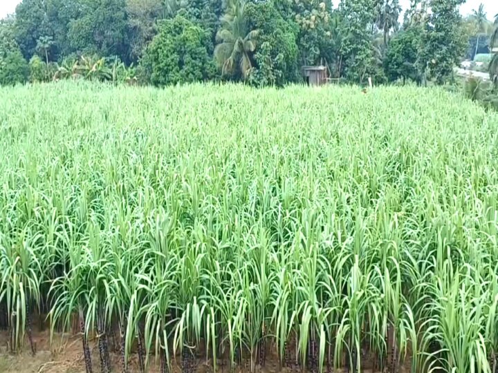 Mayiladuthurai: 33 ரூபாய் கரும்பு 15 ரூபாய்க்கு கொள்முதல் - மயிலாடுதுறை மாவட்டம் விவசாயிகள் வேதனை