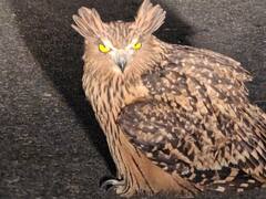 कॉर्बेट नेशनल पार्क के पास दिखा टैनी फिश प्रजाति का उल्लू, मछलियों का करते हैं शिकार