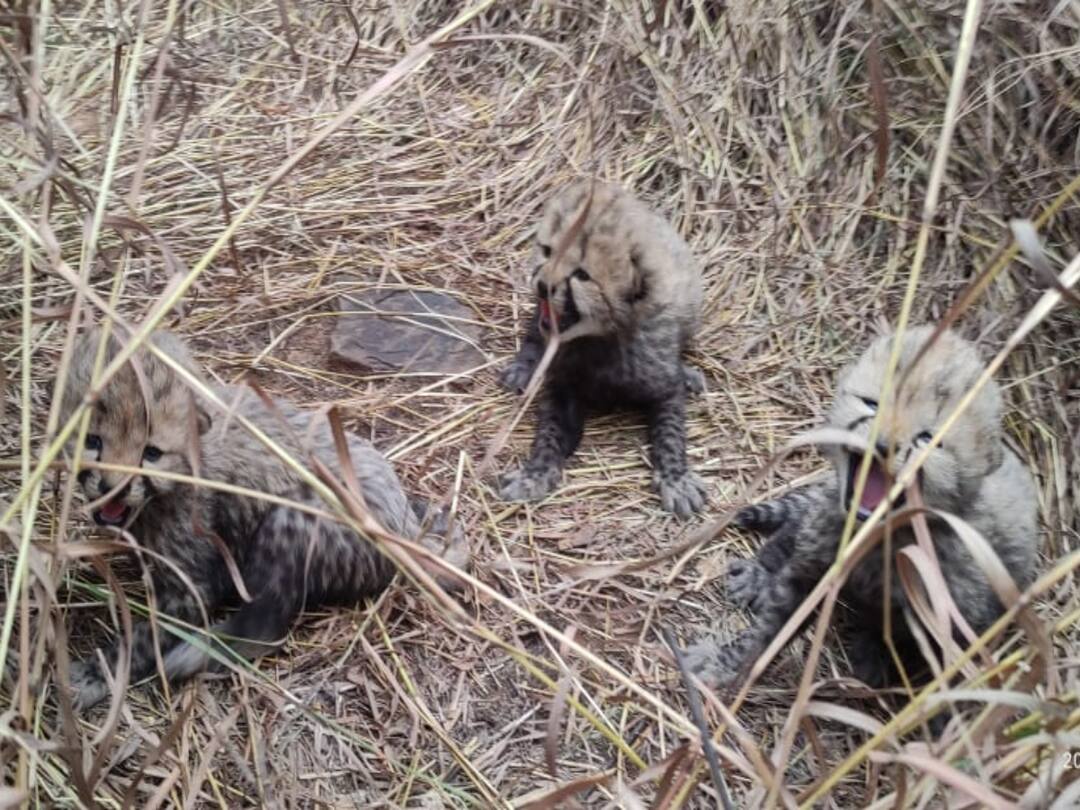 Union Minister Bhupender Yadav said on Namibian leopard Asha given birth to three cubs in Kuno National Park - watch video Watch Video: நமீபியாவில் இருந்து இந்தியாவுக்கு கொண்டுவரப்பட்ட சிறுத்தை.. பிறந்த 3 குட்டிகள்.. ட்ரெண்டிங்கில் வீடியோ..