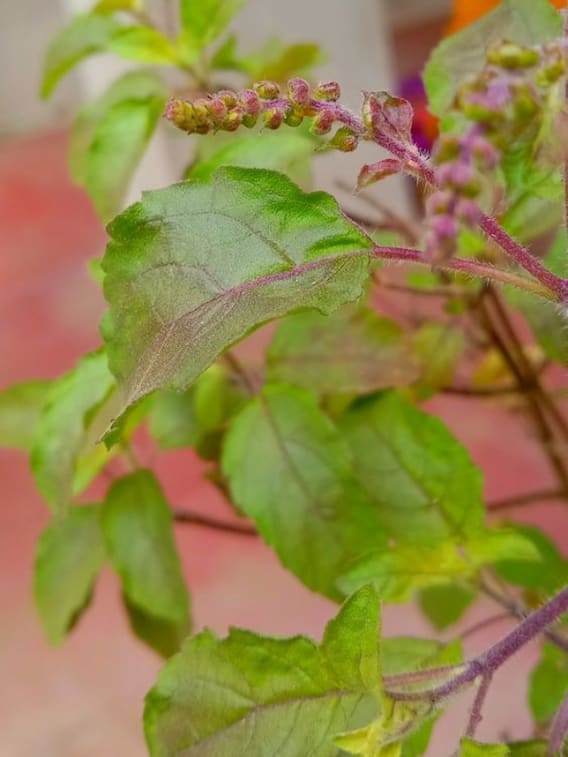 तुलसी को चबाकर क्यों नहीं खाना चाहिए?