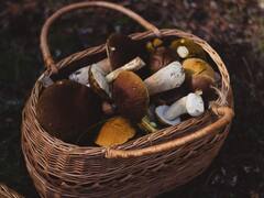 Mushrooms Benefits: मशरूम खाणे टाळू नका, जाणून घ्या त्याचे खास फायदे!