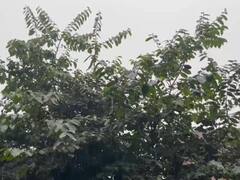 In Pics: बनारस में मौसम ने ली करवट, ठंड और बारिश के बीच दिन में छाया घना कोहरा, देखें तस्वीरें