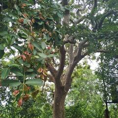 Health tips: ਦਿਲ ਦੇ ਰੋਗਾਂ ਨੂੰ ਦੂਰ ਕਰਦਾ ਹੈ ਅਰਜੁਨ ਦਾ ਰੁੱਖ, ਹੋਰ ਵੀ ਨੇ ਕਈ ਫਾਈਦੇ