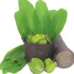 Health tips: ਦਿਲ ਦੇ ਰੋਗਾਂ ਨੂੰ ਦੂਰ ਕਰਦਾ ਹੈ ਅਰਜੁਨ ਦਾ ਰੁੱਖ, ਹੋਰ ਵੀ ਨੇ ਕਈ ਫਾਈਦੇ