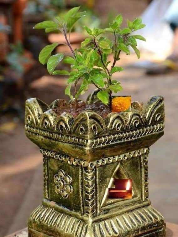 तुलसी के पौधे में खाद डाल सकते हैं?