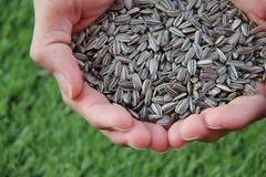 Sunflower seeds : अनेक आजारांवर 'सूर्यफुलाच्या बिया' गुणकारी! केस गळतीही करते कमी..