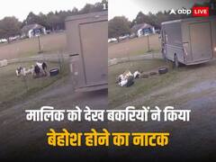 Funny Video: मालिक को देखकर बेहोश होने का नाटक करने लगीं बकरियां, वीडियो देखकर हंसी छूट जाएगी