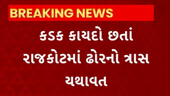 Rajkot News :કડક કાયદો છતાં રાજકોટમાં રખડતા ઢોરનો ત્રાસ યથાવત