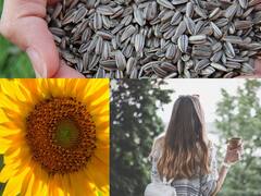 Sunflower seeds : अनेक आजारांवर 'सूर्यफुलाच्या बिया' गुणकारी! केस गळतीही करते कमी..