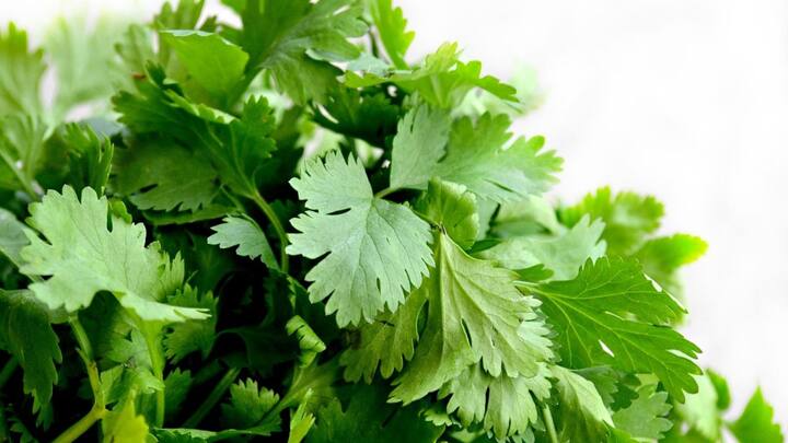 Coriander Leaves And Health:শীত মানে রান্নায় কোনও না কোনও ছুতোয় ধনে পাতা পড়বেই। কিন্তু ধনেপাতা মানে স্রেফ অনন্য স্বাদ নয়, স্বাস্থ্যগুণও বটে।