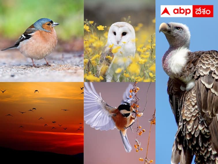 National Birds Day 2024 This is Why Birds are Important for the Planet explained abpp National Birds Day 2024: పక్షులు లేకపోతే మన లైఫ్ అంత దారుణంగా ఉండేదా? తిండి కూడా దొరికేది కాదా?