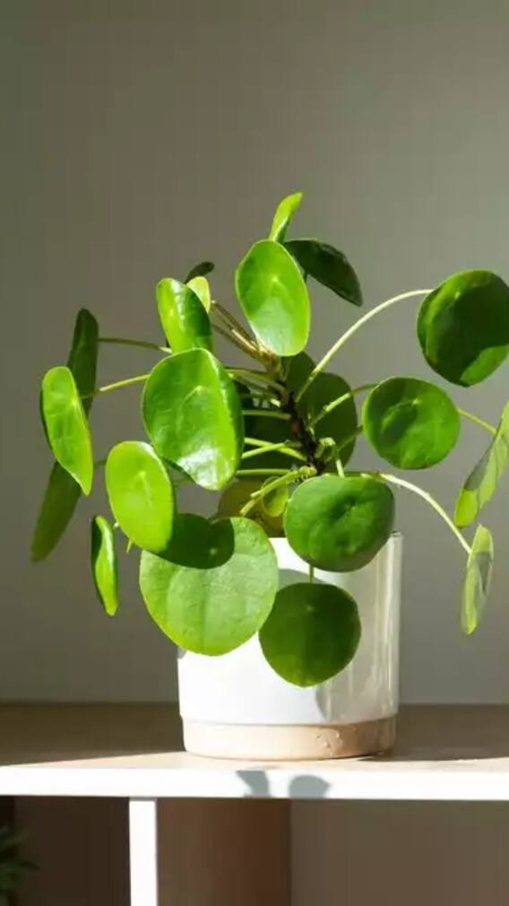 ઘરમાં મની પ્લાન્ટ કઈ દિશામાં રાખવો જોઈએ