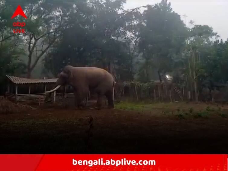 Elephant Reportedly Kills 1 Of Hula Gang At Jhargram Jhargram Elephant News:শুঁড়ে পেচিয়ে আছাড়, ঝাড়গ্রামে হাতির হামলায় মর্মান্তিক মৃত্যু হুলা পার্টির সদস্যের