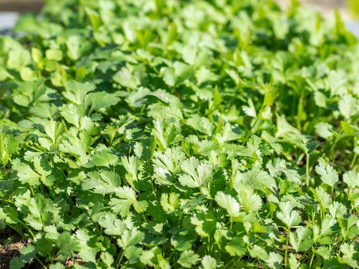 Benefits of Coriander : कोथिंबीर ठरते आरोग्यसाठी गुणकारी; 'या' आजारांनी त्रस्त असलेल्या रुग्णांसाठी फायदेशीर