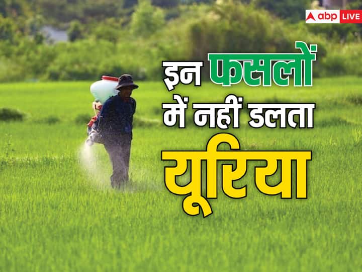 किन फसलों में नहीं डलता है यूरिया, इन चीजों पर आंख बंद करके कर सकते हैं भरोसा These Crops Did not need urea you can try these things किन फसलों में नहीं डलता है यूरिया, इन चीजों पर आंख बंद करके कर सकते हैं भरोसा