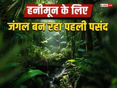 हनीमून मनाने के लिए युवाओं को पसंद आ रहा जंगल, आप भी बना सकते हैं प्लान