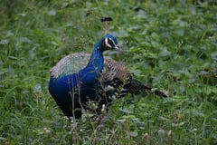 National Birds Day 2024: 10 Facts About Our National Bird Peacock