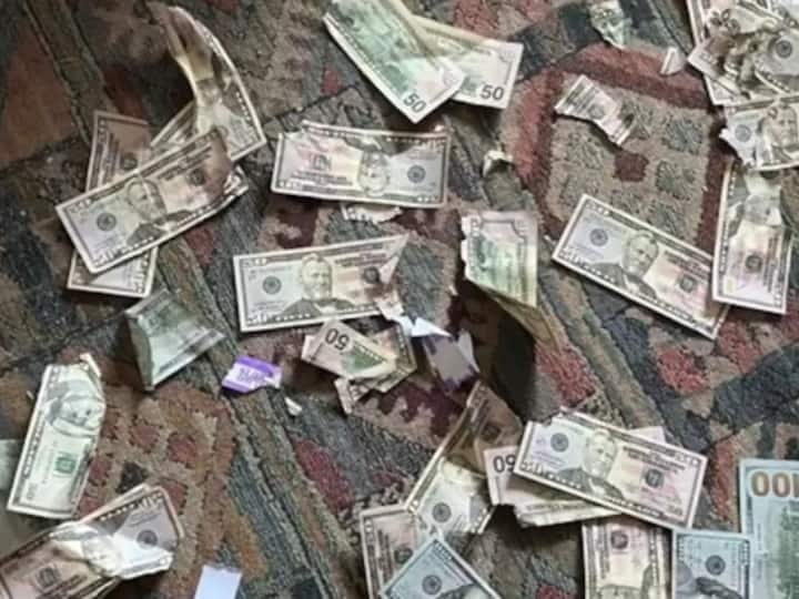 Dog Chews Lakh Of Cash in Pennsylvania US  Owners shocked by this accident Watch: नोटों की गड्डी को खाना समझकर खा गया कुत्ता, एक झटके में हुआ लाखों का नुकसान, मालिक अभी तक सदमे में