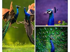 National Birds Day 2024: 10 Facts About Our National Bird Peacock