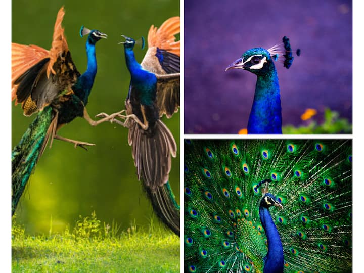 National Birds Day is observed on January 5, which reminds us about how vital birds are in our environment. On this day, let's check out 10 interesting facts about our national bird peacock.