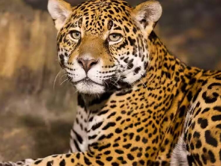 Girl injured in leopard attack near Gudalur தொடரும் தாக்குதல்! திடீரென கேட்ட அலறல் சத்தம்: சரியான நேரத்தில் சிறுத்தையிடம் இருந்து மீட்கப்பட்ட சிறுமி