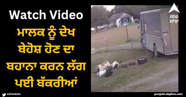 goat fainted after seeing owner truck funny viral video Viral Video: ਮਾਲਕ ਨੂੰ ਦੇਖ ਬੇਹੋਸ਼ ਹੋਣ ਦਾ ਬਹਾਨਾ ਕਰਨ ਲੱਗ ਪਈ ਬੱਕਰੀਆਂ, ਵੀਡੀਓ ਦੇਖ ਕੇ ਹੱਸ-ਹੱਸ ਹੋ ਜਾਵੋਗੇ ਕਮਲੇ