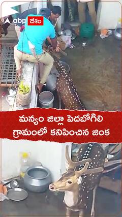 జనవాసాల్లో జింక హల్ చల్... శ్రీకాకుళం జిల్లాలో ఘటన