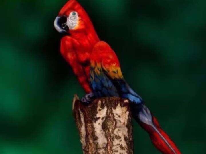 इस तस्वीर में आपको एक तोता (Parrot) बैठा दिख रहा होगा, लेकिन इस तस्वीर में महिला भी है जिसको आपको खोजना है.