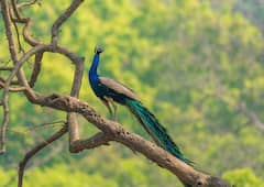 National Birds Day 2024: 10 Facts About Our National Bird Peacock