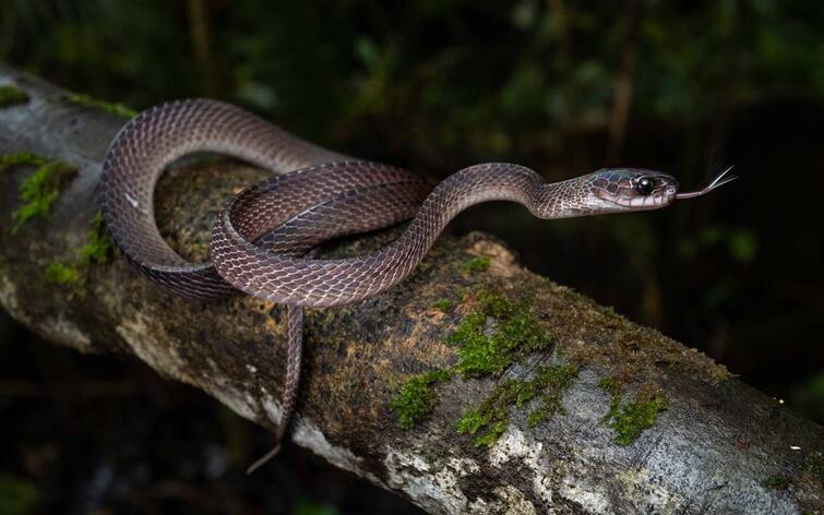 snake has a brain like a human Wild life: ਕੀ ਸੱਪ ਕੋਲ ਵੀ ਹੁੰਦਾ ਹੈ ਇਨਸਾਨ ਵਰਗਾ ਦਿਮਾਗ ?