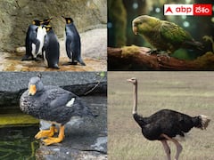 National Birds Day 2024: రెక్కలుంటాయ్ కానీ ఎగరలేవు, ఈ పక్షుల లిస్ట్ పెద్దగానే ఉందే!