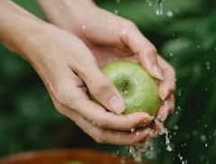 Cultivation of Green apple: ਇਦਾਂ ਕਰੋ ਹਰੇ ਸੇਬ ਦੀ ਖੇਤੀ, ਹੋਵੇਗੀ ਚੰਗੀ ਕਮਾਈ