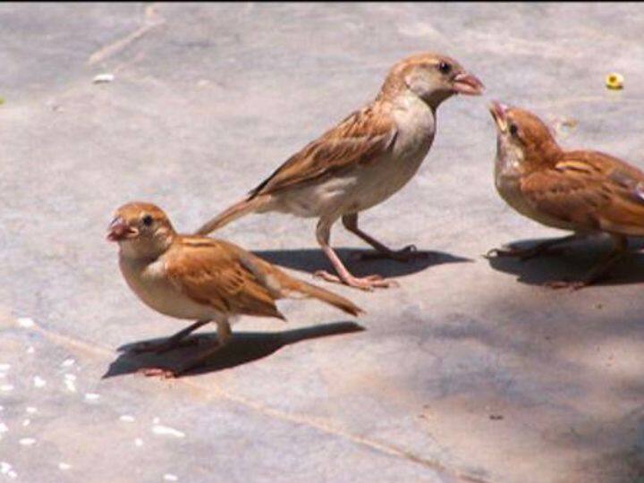 शहरों में चिड़ियों के लिए अगर इंसान कोई खाने की व्यवस्था कर दे तो कर दे. वरना उन्हें खाना नसीब नहीं होता. गांव में जिस तरह खूब सारे फलों के पेड़ होते हैं शहरों में ऐसा नहीं होता.