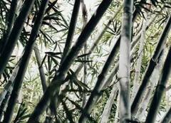 Bamboo Cultivation: ਇਨ੍ਹਾਂ ਗੱਲਾਂ ਦਾ ਧਿਆਨ ਰੱਖ ਕੇ ਕਰੋ ਬਾਂਸ ਦੀ ਖੇਤੀ, ਬਣ ਜਾਓਗੇ ਅਮੀਰ