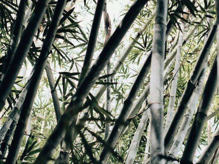 बांस की खेती लगभग 40 वर्ष तक बांस देती रहती है. सरकार इस फसल को भी सब्सिडी देती है. बांस की खेती के लिए कोई विशिष्ट मिट्टी नहीं चाहिए. किसान खेत की मेड़ पर भी बांस लगा सकते हैं अगर वे चाहें. खेत का तापमान इससे भी कम रहता है. खेत को जानवरों से भी बचाया जा सकता है.