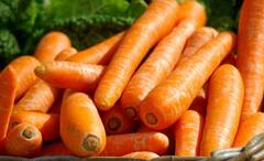 Carrots and Weight Loss: চটজলদি ঝরবে ওজন, শীতে গাজর খাওয়ার সুফল অনেক