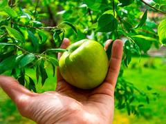 हरे सेब की खेती कर देगी मालामाल, जानिए क्या करना होगा