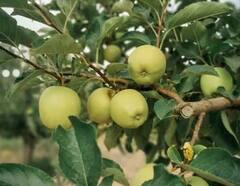 Cultivation of Green apple: ਇਦਾਂ ਕਰੋ ਹਰੇ ਸੇਬ ਦੀ ਖੇਤੀ, ਹੋਵੇਗੀ ਚੰਗੀ ਕਮਾਈ