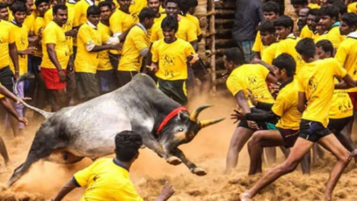 Thachankurichi Jallikattu: ஆண்டின் முதல் ஜல்லிக்கட்டு போட்டி கோலாகல தொடக்கம்; களத்தில் சீறிப்பாய்ந்த காளைகள்